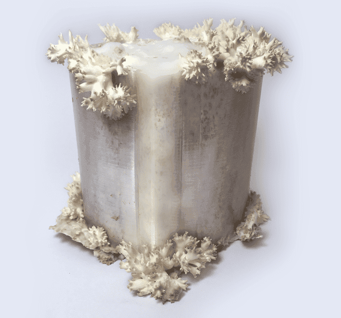 Fungi future 2.png